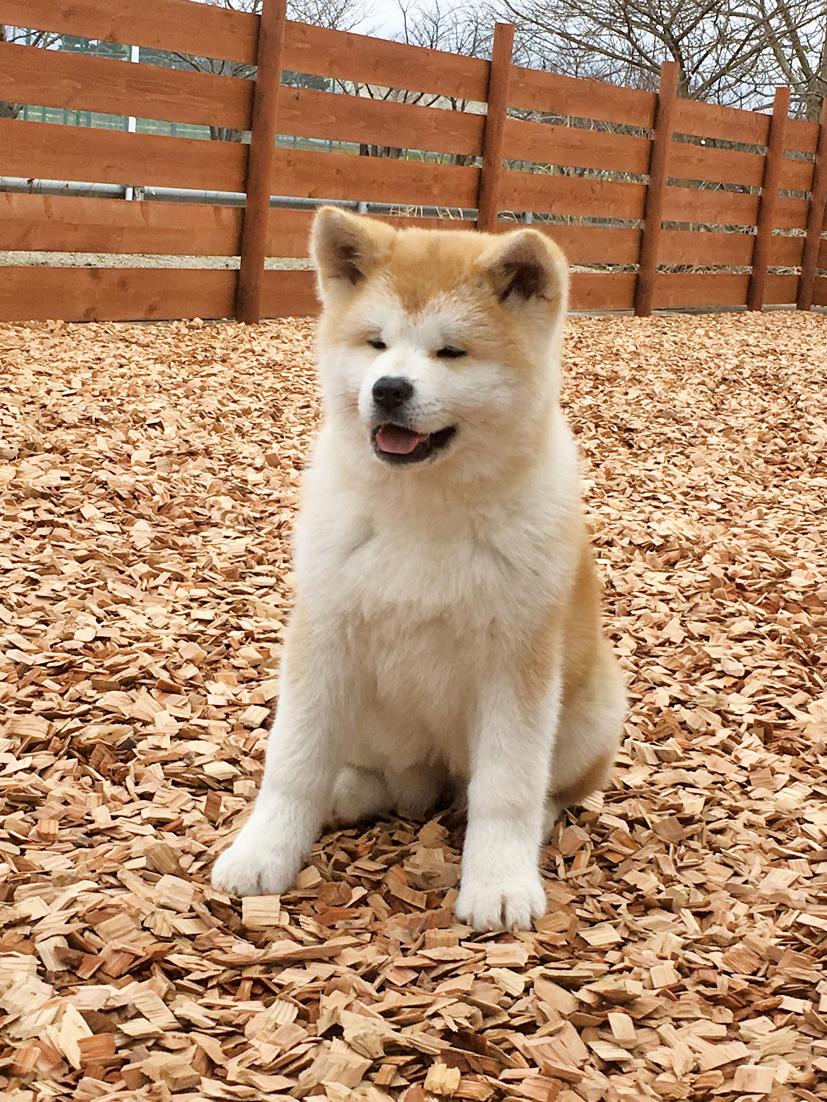 秋田犬ふれあい所 In道の駅おが Webあきたタウン情報