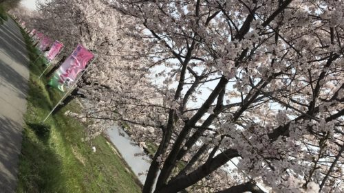 花見ランニング