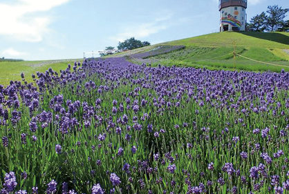 〈八峰町〉ポンポコ山公園▷初夏ののどかな風景が広がる公園