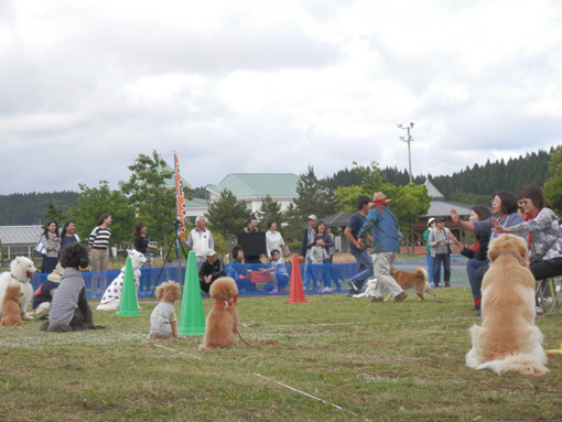 潟上市 どきっ わんこだらけの運動会 多数の犬が大集合 飼い主とともにゲームを楽しむ Webあきたタウン情報