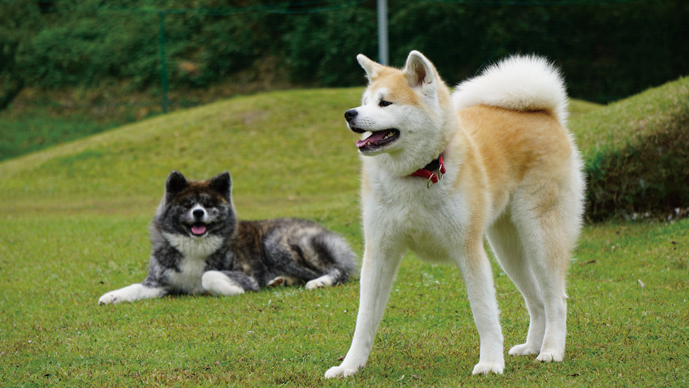 秋田犬の里 秋田犬に出会える新たな観光拠点 Webあきたタウン情報