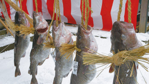 〈にかほ市〉掛魚まつり▷10kg以上の鱈を担いで歩き神社に奉納 名物の鱈汁も販売