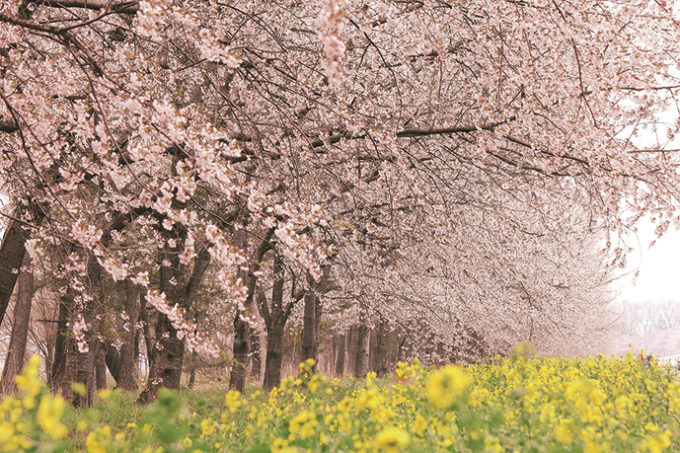 大潟村 桜と菜の花ロード 息をのむ春の景色を車窓から Webあきたタウン情報