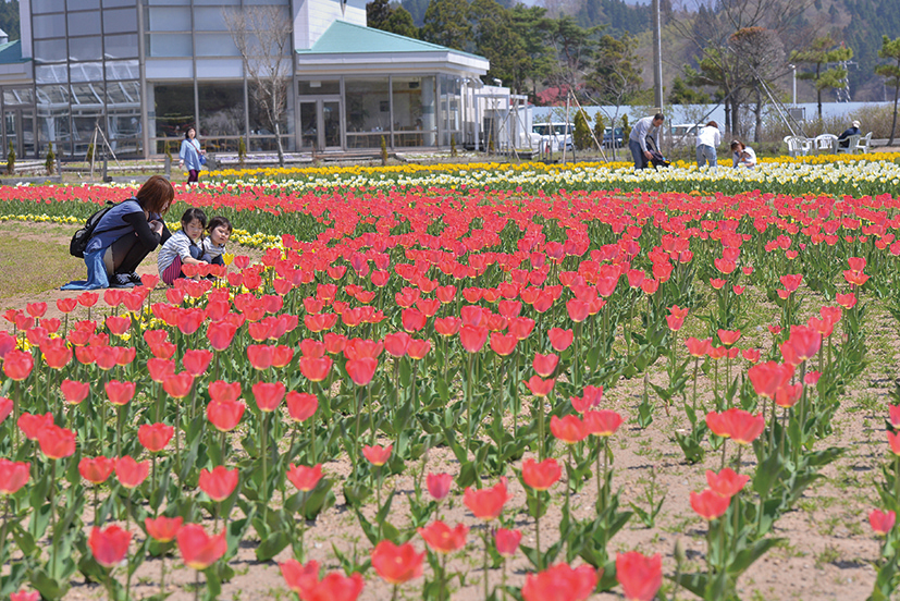 中止 潟上市 春のチューリップまつり 彩り鮮やかなチューリップが60 000本咲き誇る Webあきたタウン情報