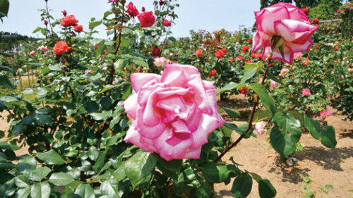 〈井川町〉日本国花苑 バラ園▷多種多様なバラが園内に咲き誇る