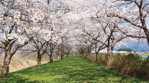 〈仙北市〉落合公園の桜▷約2kmに渡る桜並木は圧巻