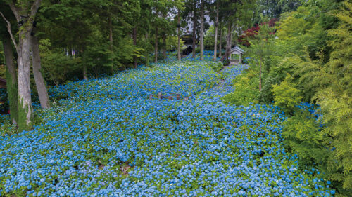 〈男鹿市〉雲昌寺のあじさい▷一面に咲き誇る青一色のあじさいはまさに絶景！