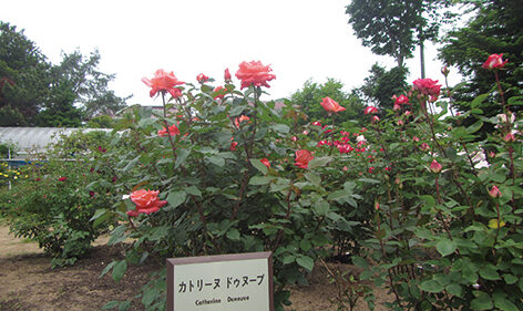 〈井川町〉日本国花苑バラ園▷バラの香りに包まれてのんびりと