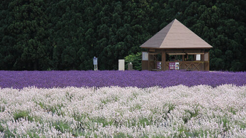 〈美郷町〉美郷町ラベンダーまつり▷白と紫のラベンダー畑が広がる
