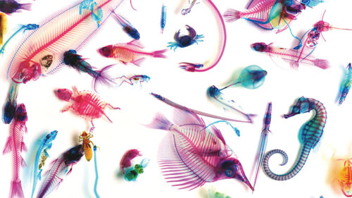 冨田伊織 新世界『透明標本』展▷美しくも不思議な標本に魅了される
