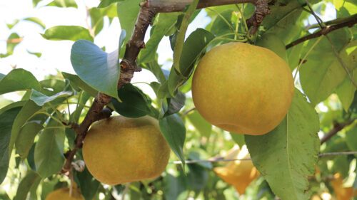 〈八峰町〉しらかみカフェ（笠原果樹園） 梨狩り体験▷ジューシーな梨の収穫はもちろん、梨メニューも満喫