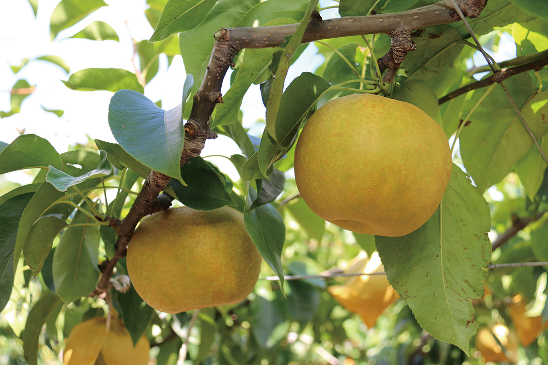 日刊webあきたタウン情報