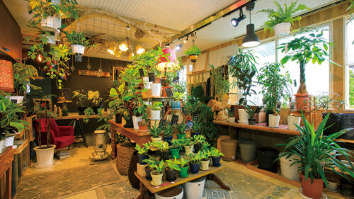 植物と花 HappinessGreen＆Flower ハピネスグリーンアンドフラワー▷歯科医師と花屋が作った植物とドライフラワーのお店