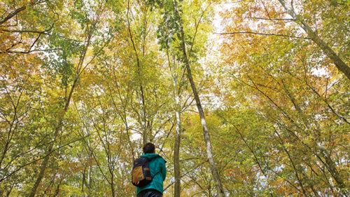 〈藤里町〉ガイドと歩く世界自然遺産白神山地ハイキング▷秋ならではのブナの森を楽しもう
