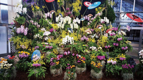 〈潟上市〉ブルーメッセあきた 世界の蘭フェア&真冬の花の祭典▷世界の蘭が温室に大集合