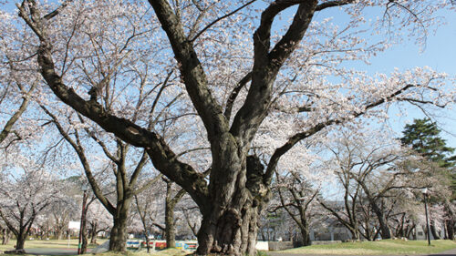 〈小坂町〉日本一太いかもしれないソメイヨシノ▷一度は見たいソメイヨシノの巨木