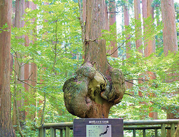 〈上小阿仁村〉コブ杉（天然秋田杉）▷不思議な形のコブが森林に佇む
