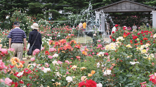 〈井川町〉日本国花苑 バラ園▷色とりどりのバラを一度に鑑賞