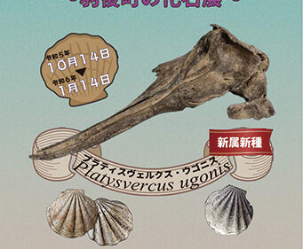 〈羽後町〉特別展 ウゴイルカのいた海〜羽後町の化石展〜▷町で発見された化石を展示