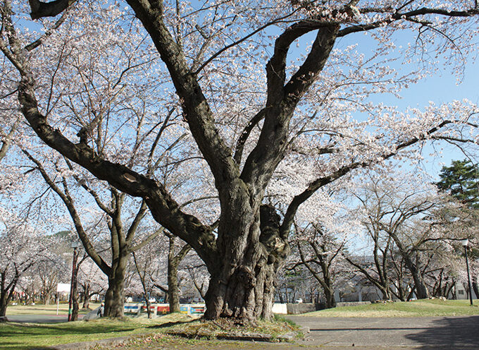 日本一太いかもしれないソメイヨシノ▷見事な幹が支える桜の美しさは圧巻