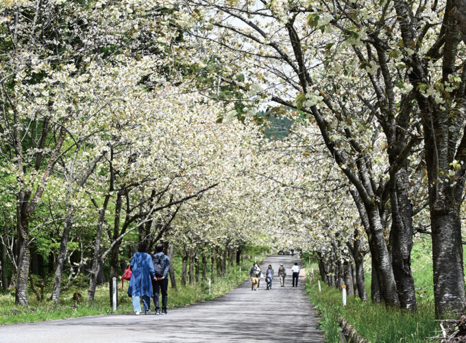 太田黄桜まつり▷魅力いっぱいの春のスキー場へ遊びに行こう