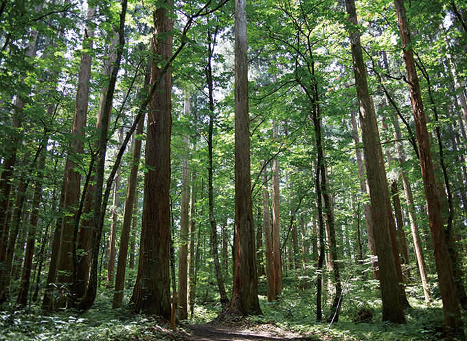 上大内沢自然観察教育林▷天然秋田杉に囲まれて森林浴を満喫