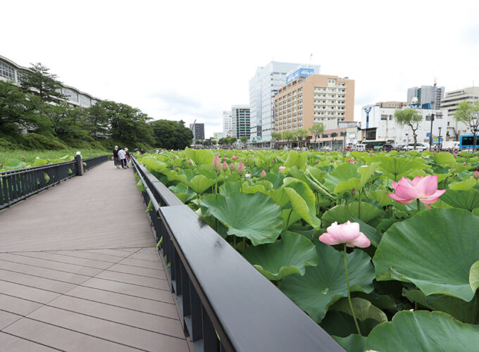 千秋公園大手門の掘遊歩道▷ハスの花を間近に楽しめる新スポット