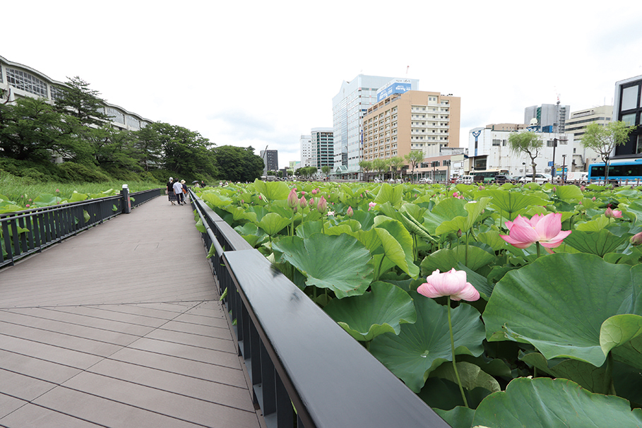 千秋公園大手門の掘遊歩道▷ハスの花を間近に楽しめる新スポット