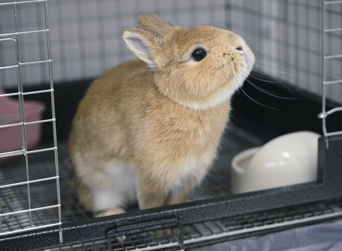 うさぎ専門店 ラビットハウスナイア 秋田店▷ウサギ専門店が秋田市民市場に登場