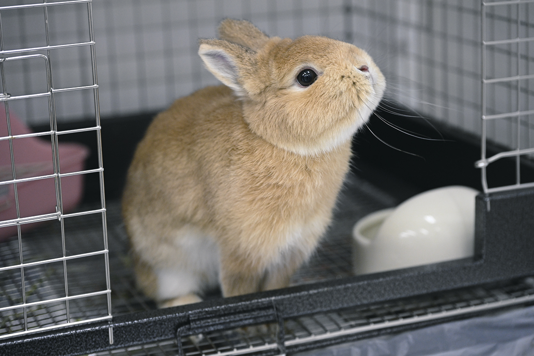 うさぎ専門店 ラビットハウスナイア 秋田店▷ウサギ専門店が秋田市民市場に登場