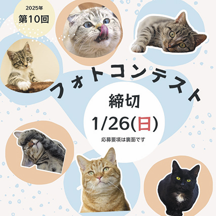 かぎしっぽフォトコンテスト▷秋田市の雑貨店でフォトコンテストを開催　愛らしい猫たちのベストショットを大募集