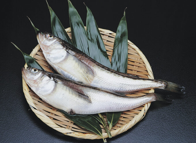 ハタハタ▷八峰町産の旬のハタハタを味わおう