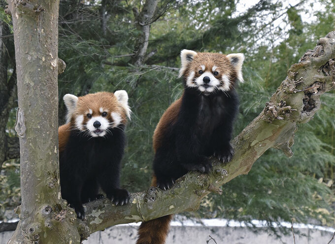 大森山動物園〜あきぎんオモリンの森〜通常開園▷元気いっぱいの動物たちがお出迎え