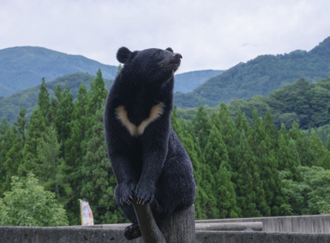 くまくま園オープン＆GWイベント▷ヒグマの餌やり体験＆入園無料デーも