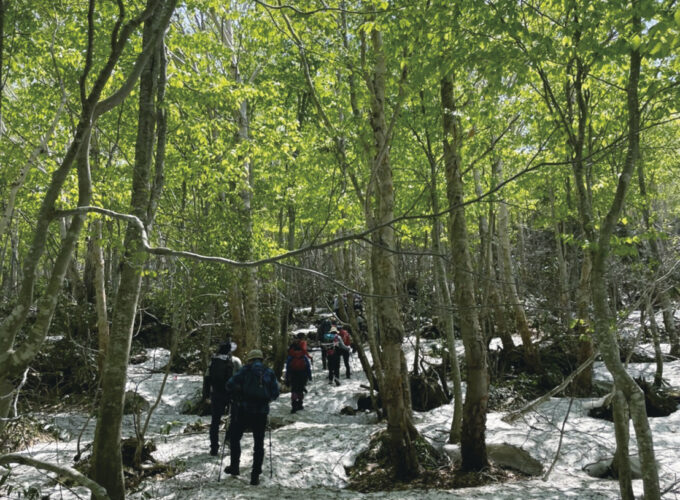 第37回白神山地山開き登山　藤里駒ヶ岳▷白神山地の春を感じる登山ガイドツアー