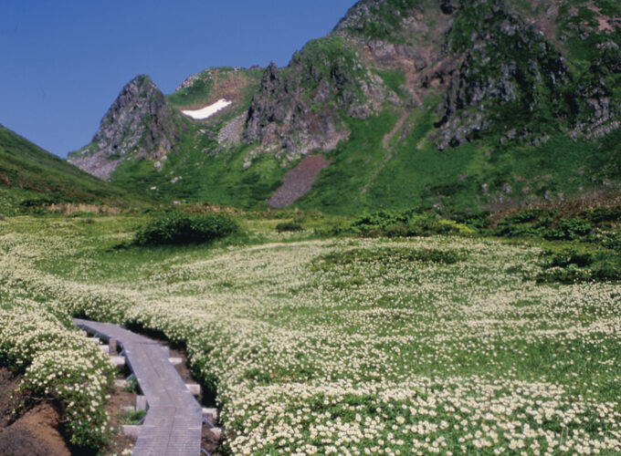 秋田駒ヶ岳▷みちのく最大級の高山植物を誇る花の山が山開き
