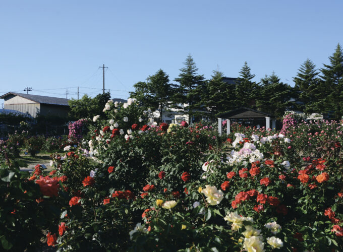 日本国花苑バラ園▷写真映え抜群のバラ園で癒やしの時間