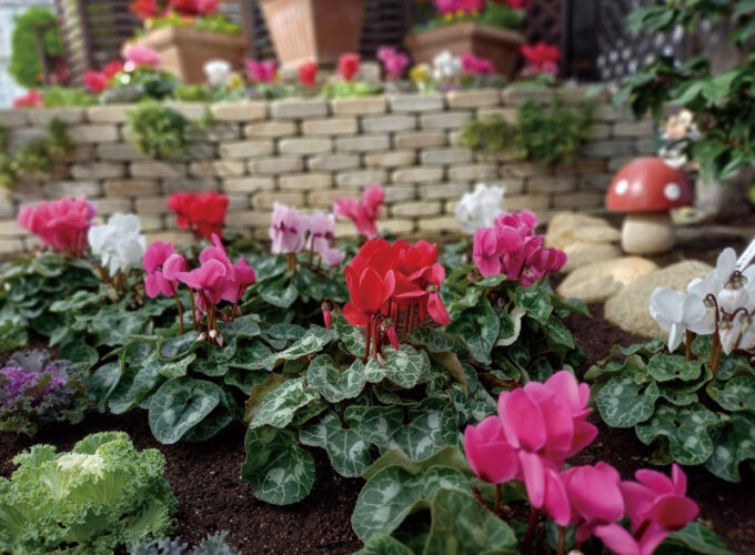 ブルーメッセあきた シクラメンフェア2025▷色鮮やかなシクラメンを手頃な価格で