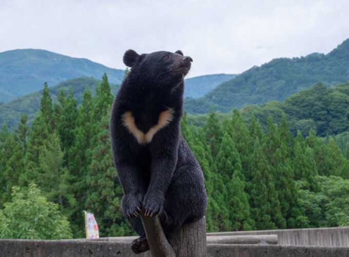 くまくま園ハロウィンイベント▷フォトコンテストやもぐもぐタイムも♪
