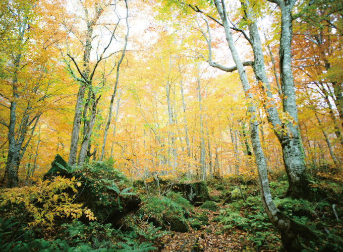 岳岱自然観察教育林▷黄に包まれて原生的なブナ林を歩く