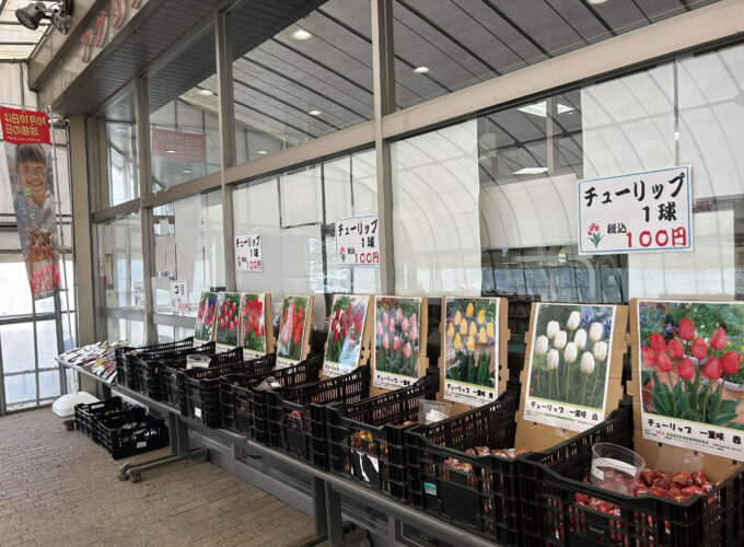 ブルーメッセあきた 春咲き球根まつり▷約200種類の春咲き球根が勢揃い
