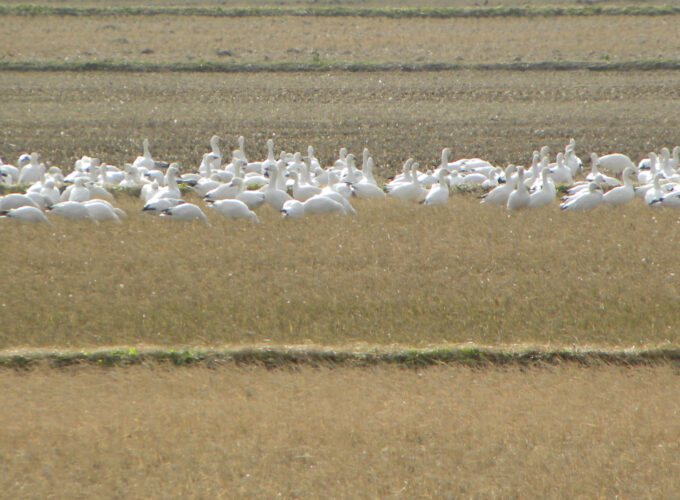 大潟村冬鳥観察会▷冬の大潟村で珍しい野鳥と出会う機会