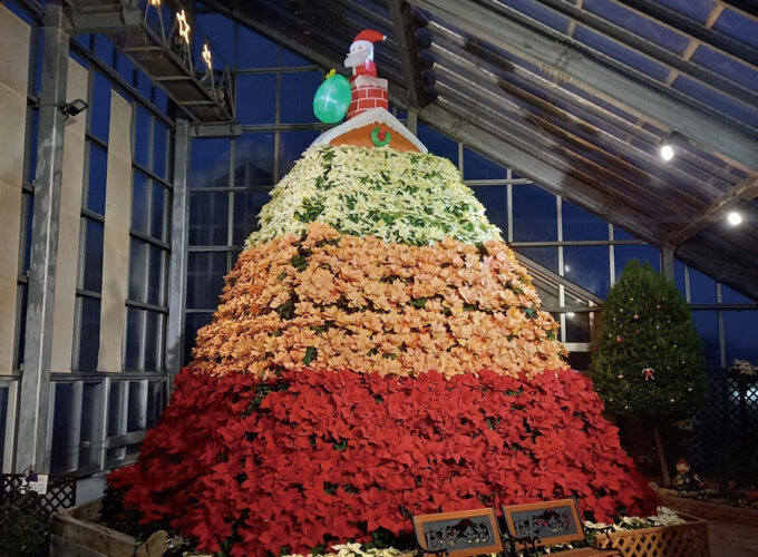 高さ4ｍのポインセチアタワー▷ポインセチアで作る巨大タワーが出現