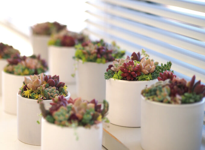 フラワーアレンジメント▷気軽に楽しむ多肉植物ワークショップ