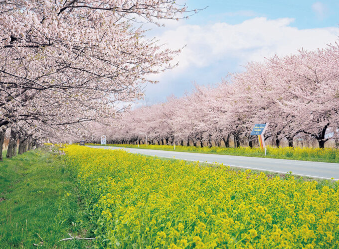 桜と菜の花まつり2026（前半）▷親子で楽しむ工作教室やバスツアーも