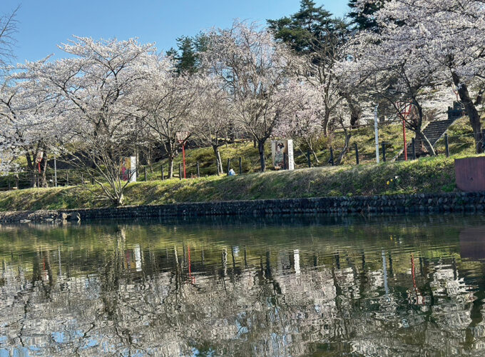 湯沢市さくらまつり▷市内2つの公園を巡り春を感じよう