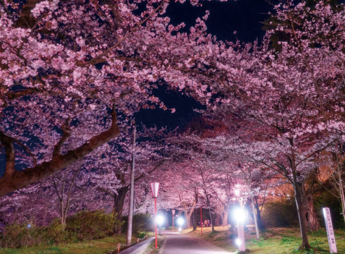 本荘さくらまつり▷城址に咲き誇る1,000本の桜が見頃に