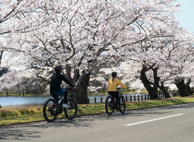 にかほ桜フェスティバル2026▷秋田の春はにかほから 今年は南極公園で開催