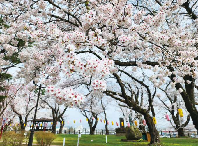 大館桜まつり▷園内に咲き誇る満開の桜と露店を堪能