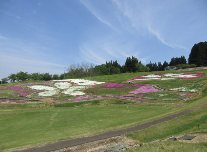 【横手市】2026 芝桜フェスタ開催｜美しい芝桜が見頃を迎える